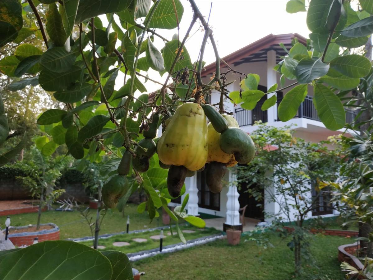 Sigiriya Cashew Palace Resort Daganapothaha Экстерьер фото