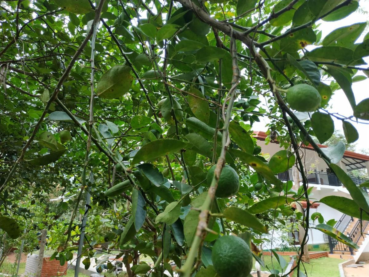 Sigiriya Cashew Palace Resort Daganapothaha Экстерьер фото