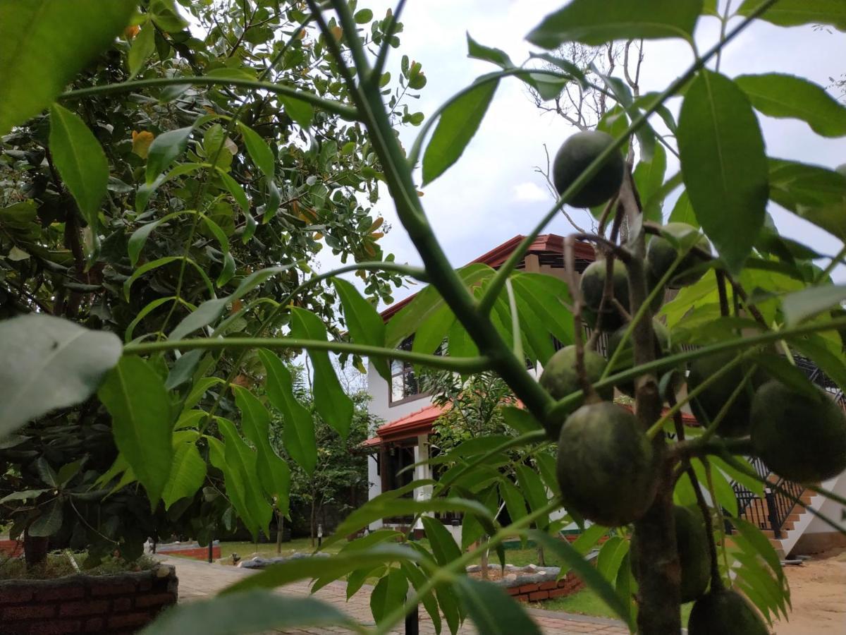 Sigiriya Cashew Palace Resort Daganapothaha Экстерьер фото